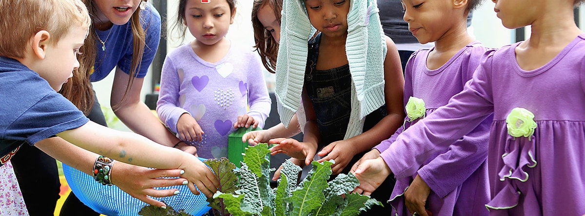 Gardeneers: Community Gardens in Chicago