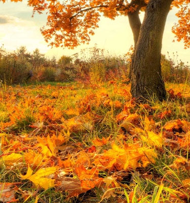 Quincy Fall into Savings Event