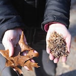 Little Wonder 8143 03 01